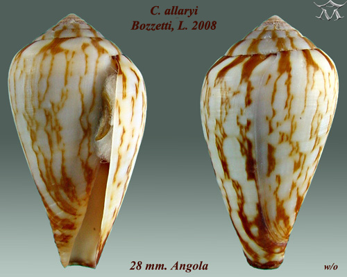 Conus allaryi 